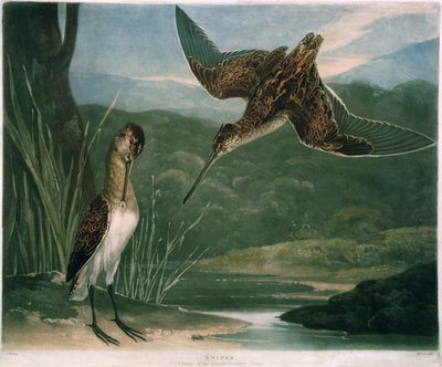 Snipes, Plate 3 of British Feather Game, Engraved by the Artist by Charles Yardley Turner